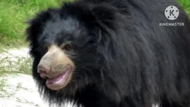 लापुंग: भालू के हमले में घायलों को लापुग में वन विभाग ने दिया मुआवजा