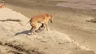 बरवाला: बरवाला रायपुर रानी में टांगरी नदी में शिकारी कड़की लगा रहे हैं, कड़की में फंस रहे हैं लावारिस कुत्ते