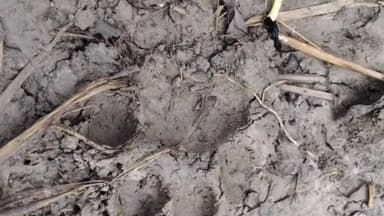 पूरनपुर: चांदपुर राजवाह नहर के पास बाघ की चहलकदमी से ग्रामीणों में दहशत का माहौल