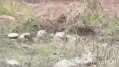 कुम्भलगढ़: कुंभलगढ़ अभयारण्य में फिर दिखाई दिया पैंथर, पर्यटकों में उत्साह, वीडियो हुआ वायरल