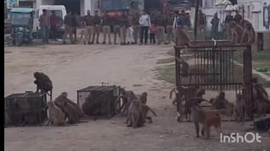 तुलसीपुर: नगर पंचायत तुलसीपुर ने बंदरों के आतंक के खिलाफ चलाया रेस्क्यू ऑपरेशन