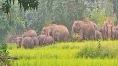 हज़ारीबाग: हाथियों ने खलिहान और खेत में रखे धान खाए, ग्रामीणों में दहशत फैली