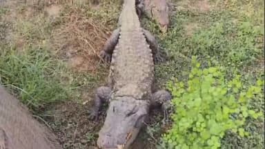 अकलतरा: कोटमीसोनार गांव के क्रोकोडायल पार्क में मगरमच्छ देखने के लिए लोगों की उमड़ी भीड़, एक आवाज में दौड़कर आते हैं मगरमच्छ