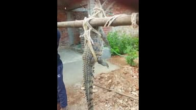 अकलतरा: कर्रानाला बांध के पास सड़क किनारे घूमते ग्रामीणों ने मगरमच्छ को पकड़ा, जिसे क्रोकोडायल पार्क में छोड़ा गया