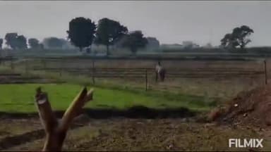 मुरैना: पचोखरा गांव में खुले कुएं में गिरी दो नीलगाय, कड़ी मशक़्क़त के बाद निकाला गया बाहर