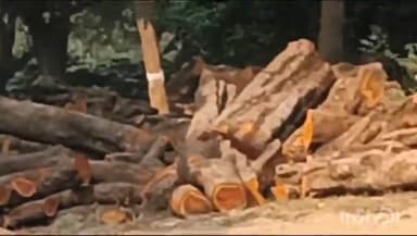 रायबरेली: मेजरगंज में वन विभाग की सरकारी लकड़ी की कटान के बाद भी नहीं ले जाई जा रही डिपो, लोगों ने डीएम से की शिकायत