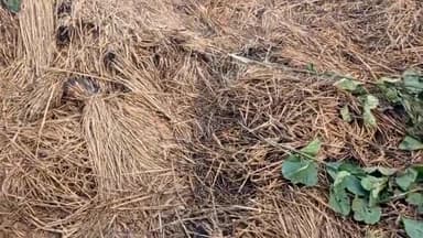 खुशहालपुर मे बटाईदार किसान बिगन राम के दो बिगहा धान के बोझे आल लगने से जलकर नष्ट, घटना स्थल पर पहुंचे भाकपा माले नेता क्यामुद्दीन अंसारी.