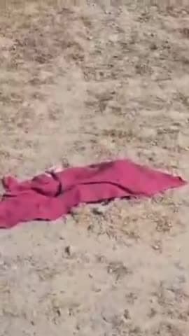 सरोजनी नगर: हंसखेड़ा क्षेत्र में नवजात शिशु का मिला शव, कुत्ते ने नोंचा