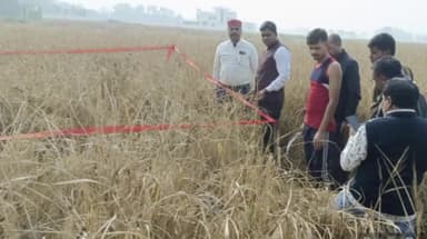 जगदीशपुर: तेंदुनि में धान की फसल की एसडीएम ने की क्रॉप कटिंग, जाना उपज उत्पादन