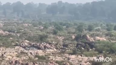 ब्यौहारी: ब्यौहारी वन परिक्षेत्र के सेहरा जंगल में दिखे 18 जंगली हाथी, वन विभाग द्वारा ड्रोन कैमरे से की जा रही है निगरानी