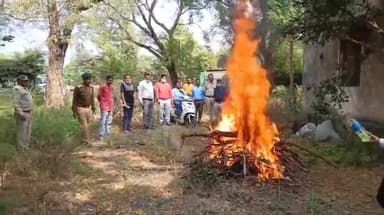 कसरावद: पोस्टमार्टम के बाद के डीएफओ और तहसीलदार की मौजूदगी में हुआ तेंदुए के शावक का अंतिम संस्कार