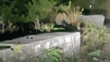 बरवाला: मोरनी किलाघाट के पास तेंदुआ दिखने का वीडियो सोशल मीडिया पर वायरल