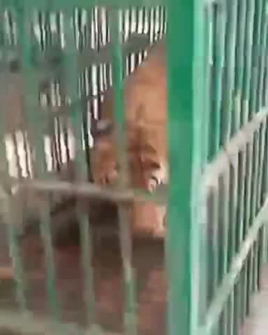 कानपुर: कानपुर चिड़ियाघर में बाघ की हुई मौत, लखीमपुर से किया गया था रेस्क्यू