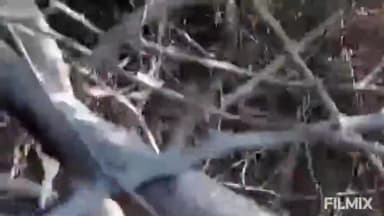 मुरैना: गिरगोनि गांव में जमीन से निकली शंकर जी की पिंडी पर दूध जैसा पदार्थ टपक रहा है, ग्रामीणों ने माना देवी चमत्कार