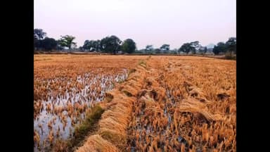 अकलतरा: कटघरी गांव में गेहूं की फसल लेने किसान ने बांध का खोला मुहाना, खेतों में रखा धान भीग गया