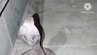 भूपालसागर: बावजी की स्थान पर दर्शन करने गए भक्तों को अनोखे नाग देवता ने 2 घंटे तक फन फैलाए कर दिए दर्शन