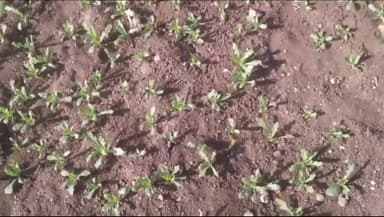 छोटीसादड़ी: जलोदिया खुर्द में अफीम की फसल को खरपतवार छिड़ककर नष्ट करने का आरोप, कार्रवाई की मांग