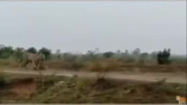 ओडिशा से भाग कर गुड़ाबांदा , चाकुलिया, बहरागोड़ा पहुंचा बाघ, हड़कंप