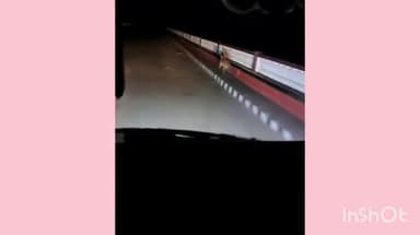 मिहींपुरवा: जंगल से भटककर घाघरा बैराज पहुंचकर पुल पर बस के आगे दौड़ता रहा तेंदुआ, वीडियो हुआ वायरल