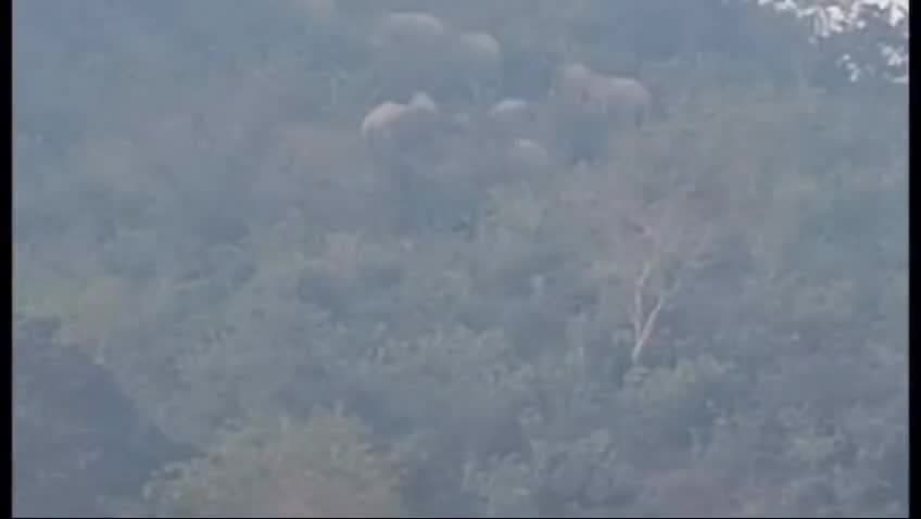 धान खाने अब खलिहान पहुंचने लगे हाथी, उपार्जन केंद्रों में भी खतरा