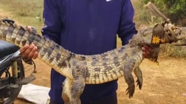 अकलतरा: डीकुरिया तालाब में मिला 4 फीट का मगरमच्छ, जिसे क्रोकोडाइल पार्क में छोड़ा गया