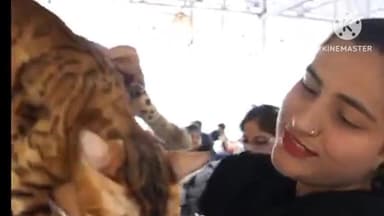 हुज़ूर: भोपाल में कट शो प्रतियोगिता में ₹10,000 से ₹5 लाख तक की बिल्लियाँ शामिल हुईं