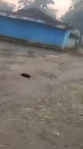 हल्दी बाड़ी में आज सुबह बाघिन का आगमन लोगो को सावधान किया गया।