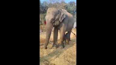 पन्ना: पन्ना टाइगर रिजर्व में हथिनी अनंती ने मादा बच्चे को जन्म दिया, हाथियों की संख्या अब 20 हो गई है।