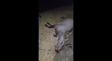 शाहनगर: शाहनगर रेंज के बीट डेसाई कटन तलैया में तेज रफ्तार वाहन की टक्कर से नीलगाय की मौत, वन विभाग ने चालक को गिरफ्तार किया