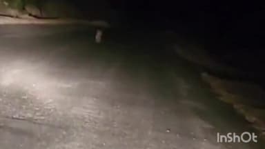 कुम्भलगढ़: कुंभलगढ़ के ओड़ा गांव में दिखा पैंथर का मूवमेंट, कार चालक ने कैमरे में किया कैद