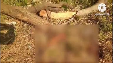 घाघरा: आदर पोखराटोली में सड़क किनारे नवजात शिशु का शव मिला, घाघरा पुलिस ने किया बरामद