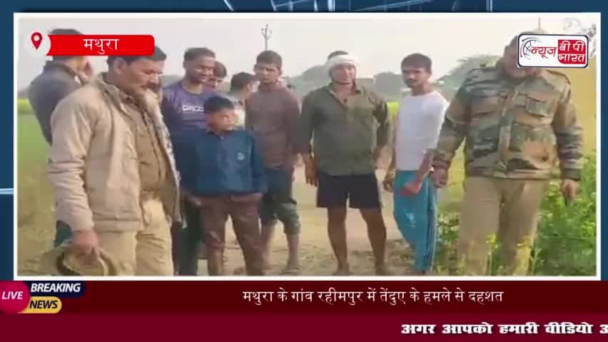 मथुरा के गांव रहीमपुर में तेंदुए के हमले से दहशत, ग्रामीणों ने वन विभाग से की त्वरित कार्रवाई की मांग
#मथुरा #गांव #रहीम
