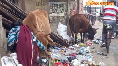 गोवंश,कूड़ा और( सिंगल यूज प्लास्टिक )पॉलिथीन पर कोई नहीं है नियंत्रण? मिर्जापुर@ उत्तर प्रदेश!