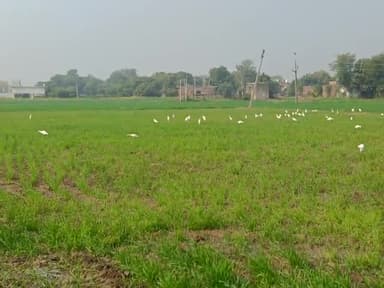 lokendra #ja re gaon mein fasal ki ba