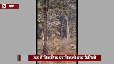 पन्ना: पन्ना में ठंड में पिकनिक मनाने निकली बाघ फ़ैमिली, एक ने धूप सेंकी तो दूसरे ने पेड़ पर चढ़कर की कसरत