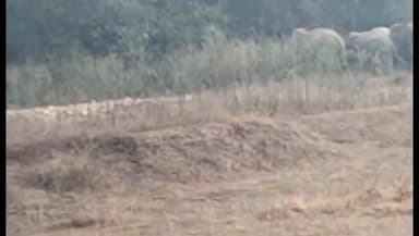 भरनो: बुढ़ीपाट में 22 जंगली हाथियों का झुंड पहुंचा, फसलों को रौंदकर बर्बाद किया