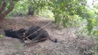 प्रतापगढ़: भदौना गांव की बाग में गोकसी कर रहे तीन लोगों को ग्रामीणों ने पकड़कर पुलिस के हवाले किया