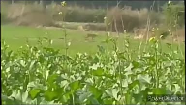 सिंघिया: कैना बछूलीया गांव में घास काट रही महिला ने देखा बाघ, सूचना पर जुटी भीड़