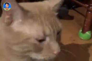 कुछ मजेदार कॉमेडी बोली एंड टॉमी के संग।  😁