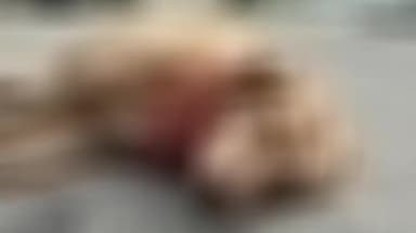 बिजनौर: मंडावर के गांव रायपुर बेरिसाल में आवारा कुत्ते को गुलदार ने बनाया निवाला, दहशत का माहौल