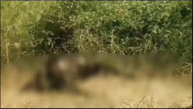 इटावा: बढ़पुरा इलाके में तेंदुए ने फिर से बकरी को बनाया शिकार, वीडियो सोशल मीडिया पर वायरल, ग्रामीणों में फैली दहशत