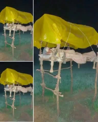 एक किसान इस ठण्डी रात मे गेहू की फसल की रखवाली करते हुऐ,,,जिनको पता नही है कि गेहू कहा से आता है ओर बहुत मंहगा लगता है वो एक  बार कुछ घण्टे इन किसान भाईयो के साथ रहे,,खाना हम पहुचायेगे,,,खाना ओर बोलना आसान है उगाना पकाना बहुत मुशकिल है,,,