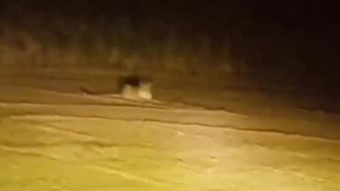 अमरोहा: गांव सहसपुर अलीनगर में खेत में किसान को तेंदुआ दिखाई दिया, लोगों में दहशत का माहौल