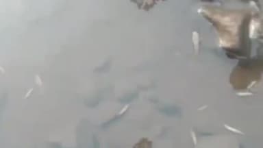 सैलाना: रावटी क्षेत्र में सांगला और हाड़ाखो के बीच केमिकल टैंकर पलटने से पानी में एसिड बह गया, मछलियां मरीं