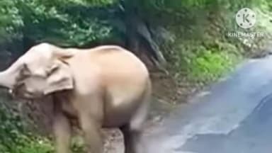 इटकी: इटकी में तीन जंगली हाथियों के झुंड ने फसलों को किया बर्बाद