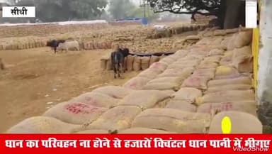 #सिंगरौली सीधी म. प्र.के कई जिलों में धान खरीद केंद्र में बारिश के कारण धlन हो सकता है खराब लाखों के नुक्सान.
#sunilshah
