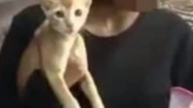 कांके: रांची के चुटिया स्थित बहु बाजार की महिला ने पड़ोसी पर बिल्ली को जहर देकर मारने का आरोप लगाया