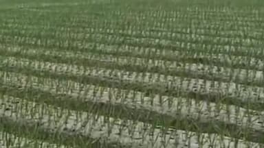 मंदसौर: जिले में सीजन की पहली बारिश से चने और गेहूं की फसल को मिलेगा लाभ; प्याज-लहसुन की फसलों को होगा नुकसान, ठंड बढ़ेगी