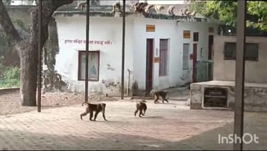 औरैया: नगर पालिका क्षेत्र के लोगों की मांग पर चलाए जा रहे बंदर पकड़ने के अभियान ने पकड़ी गति