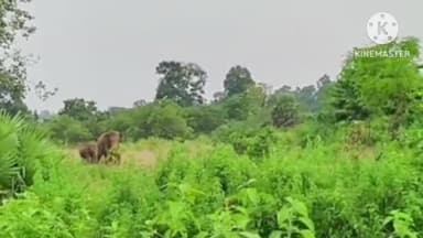 राहे: जंगली हाथियों के झुंड ने किसानों की फसल को तबाह किया